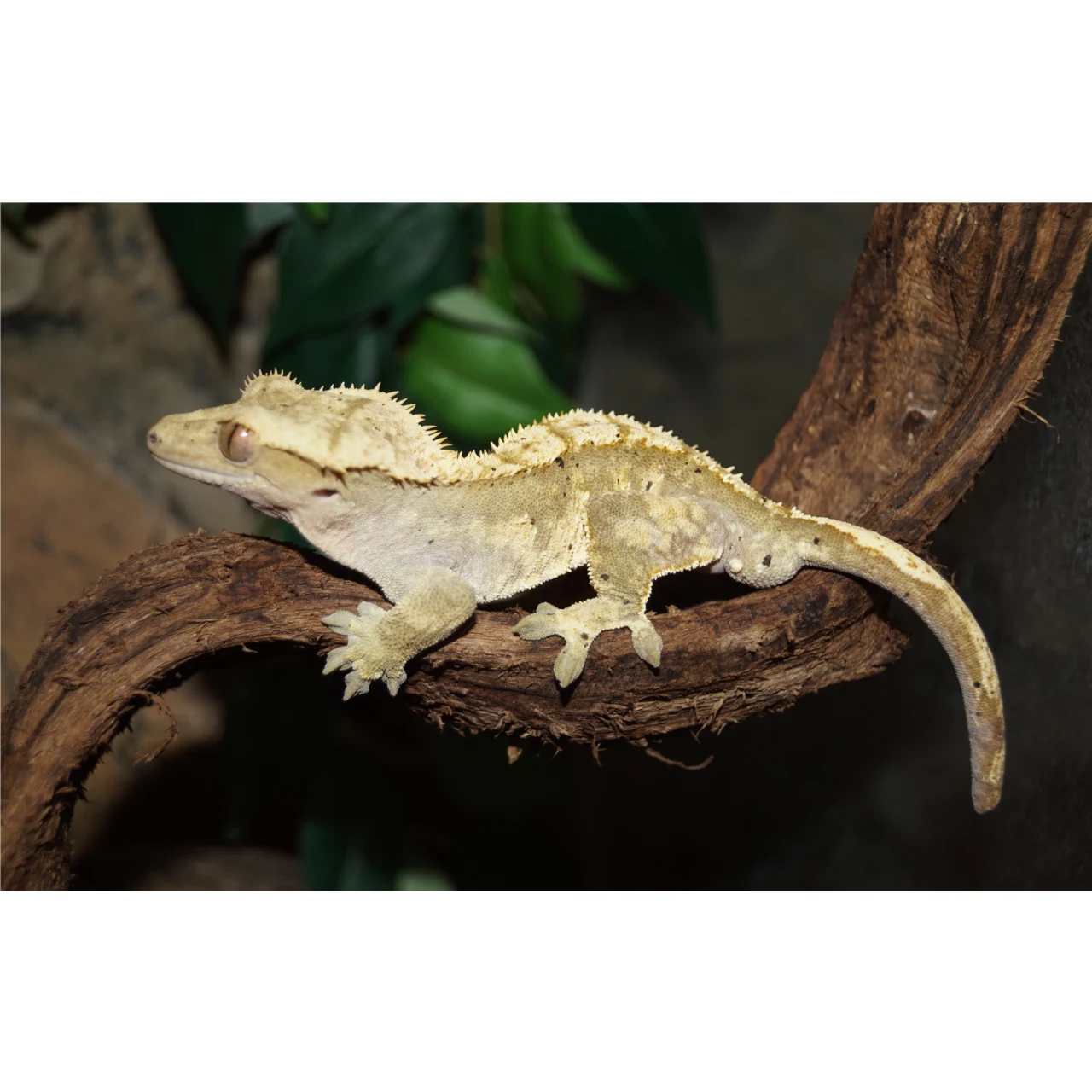 Kronegekko (Crested gecko) (Correlophus ciliatus) Han